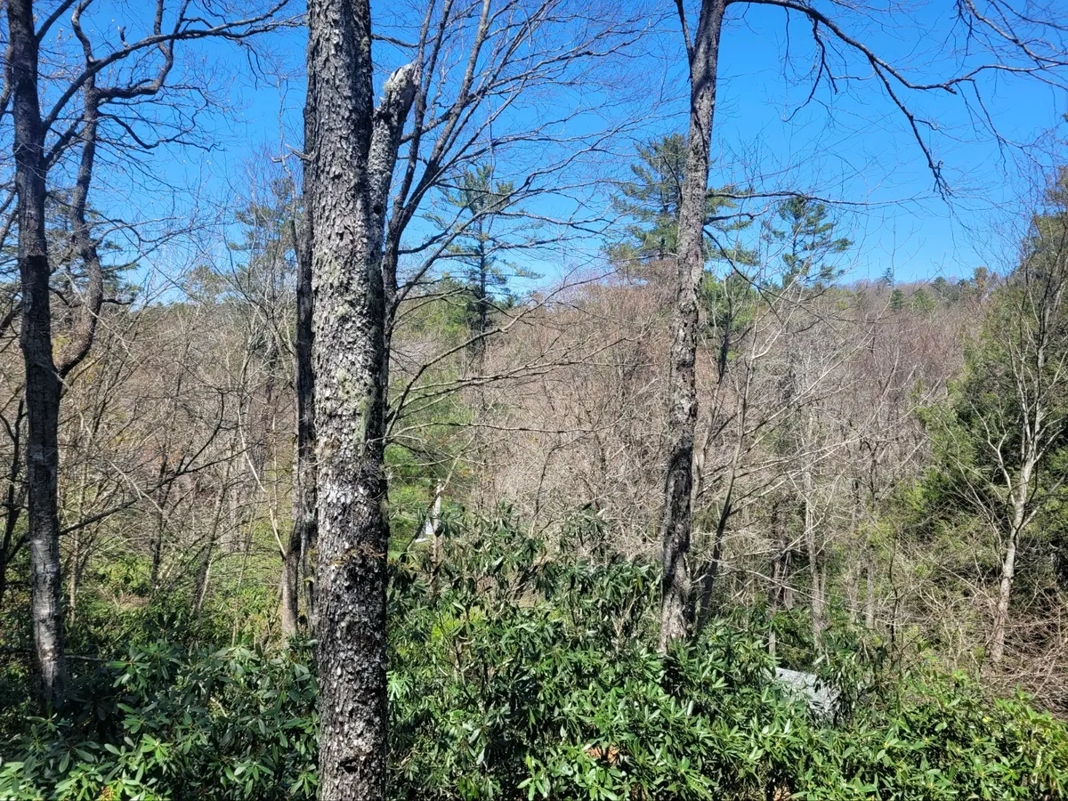 A peaceful view of tall trees and dense greenery under a blue sky, evoking the tranquility and privacy of the property's outdoor setting. The scene immerses viewers in the natural surroundings, hinting at the serene backdrop for relaxing moments outdoors.